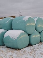 (55) Round Bales of Corn Silage ( bidding per bale x 55. )