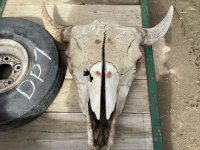 YOUNG BUFFALO SKULL