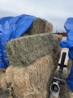 20 Second cut, alfalfa grass, small square bales