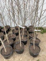 Five balsam poplar trees