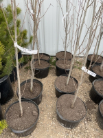 4 Swedish Aspen trees