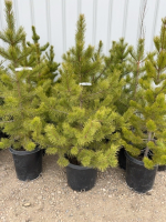 Five Lodgepole pine trees