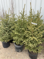 Five spruce trees