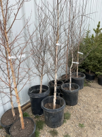 Two birch trees