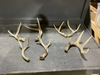 ASSORTED SHED ANTLERS