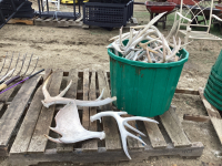 LARGE AMOUNT OF ANTLER SHEDS - DEER, MOOSE,