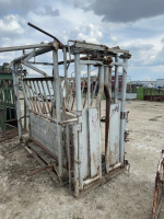 WW.cattle.squeeze