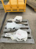 Three cow skulls
