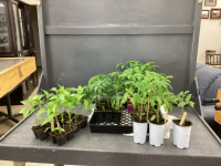 BEDDING OUT PLANTS - (6)ROMA . (6) SUB ARCTIC , (6) BIG BEEF TOMATOES, (2) BRANDY RED TOMATOES. AND (12) GREEN/YELLOW PEPPERS