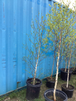 (2) 6-8' POTTED BIRCH TREES....BIDDING PER TREE 2X THE MONEY