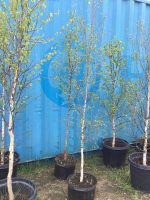 (2) 6-8' POTTED BIRCH TREES....BIDDING PER TREE 2X THE MONEY