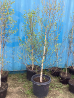 (2) 6-8' POTTED BIRCH TREES....BIDDING PER TREE 2X THE MONEY