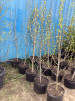 (5) POTTED 6' BALSAM POPLAR TREES....BIDDING PER TREE 5X THE MONEY