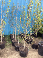 (5) POTTED 6' BALSAM POPLAR TREES....BIDDING PER TREE 5X THE MONEY