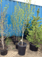(5) POTTED 6' BALSAM POPLAR TREES....BIDDING PER TREE 5X THE MONEY