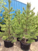 (3) POTTED 4-5' PINE TREES ....BIDDING PER TREE 3X THE MONEY