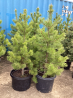 (3) POTTED 4-5' PINE TREES ....BIDDING PER TREE 3X THE MONEY