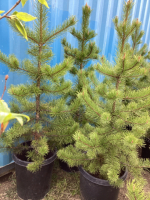 (3) - 4-5' POTTED PINE TREES......BIDDING PER TREE. 3X THE MONEY