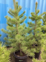 (3) - 4-5' POTTED PINE TREES......BIDDING PER TREE. 3X THE MONEY