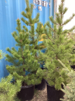(3) POTTED 4-5' PINE TREES.....BIDDING PER TREE 3X THE MONEY