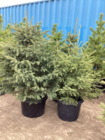 (3) POTTED 4-5' SPRUCE TREES.....BIDDING PER TREE 3X THE MONEY