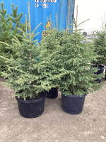(3) POTTED 4-5' SPRUCE TREES.....BIDDING PER TREE 3X THE MONEY