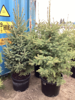 (3) POTTED 4-5' SPRUCE TREES.....BIDDING PER TREE 3X THE MONEY