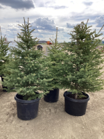 (3) POTTED 4-5' SPRUCE TREES.....BIDDING PER TREE 3X THE MONEY