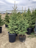 (3) POTTED 4-5' SPRUCE TREES.....BIDDING PER TREE 3X THE MONEY
