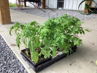 BEDDING OUT PLANTS - (12) ROMA . (6) SUB ARCTIC, (6) BRANDY RED TOMATOES