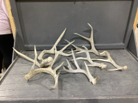 BOX OF SHEDS - DEER
