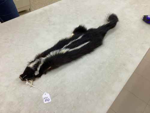 TANNED SKUNK HIDE