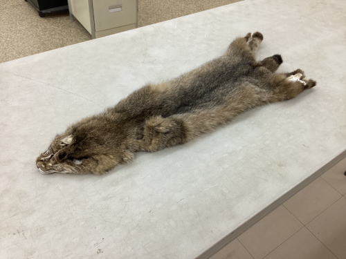 TANNED BOBCAT HIDE