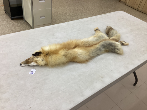 TANNED FOX HIDE