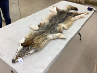 TANNED COYOTE HIDE