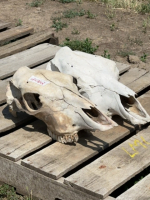 Two cow skulls