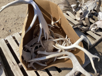 PALLET W/ BOX W/ ANTLER SHEDS - MOOSE, ELK, DEER