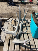 (2) ELK ANTLER SHEDS