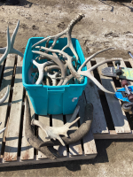 PALLET W/ BUCKET OF ANTLER SHEDS & HORNS - MOSTLY DEER, (1) MOOSE,