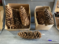 2 BOXES LARGE PINE CONES