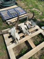 Three horned skulls