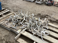 PALLET OF ANTLER SHEDS