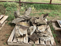 PALLET W/ PIECES OF WOOD SLABS, DRIFTWOOD, STUM