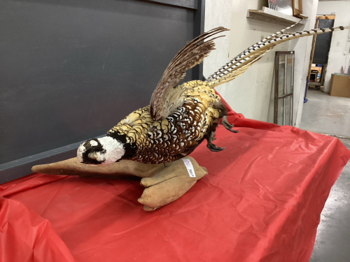 EXOTIC PHEASANT MOUNT