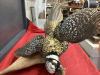 EXOTIC PHEASANT MOUNT - 2