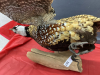 EXOTIC PHEASANT MOUNT - 3