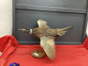 TAXIDERMY PHEASANT ON WOOD STAND