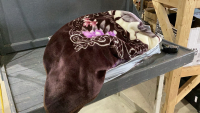 FUZZY BLANKET - FLORAL DESIGN