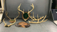 BOX OF ANTLER SHEDS