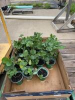 Package of four strawberry plants